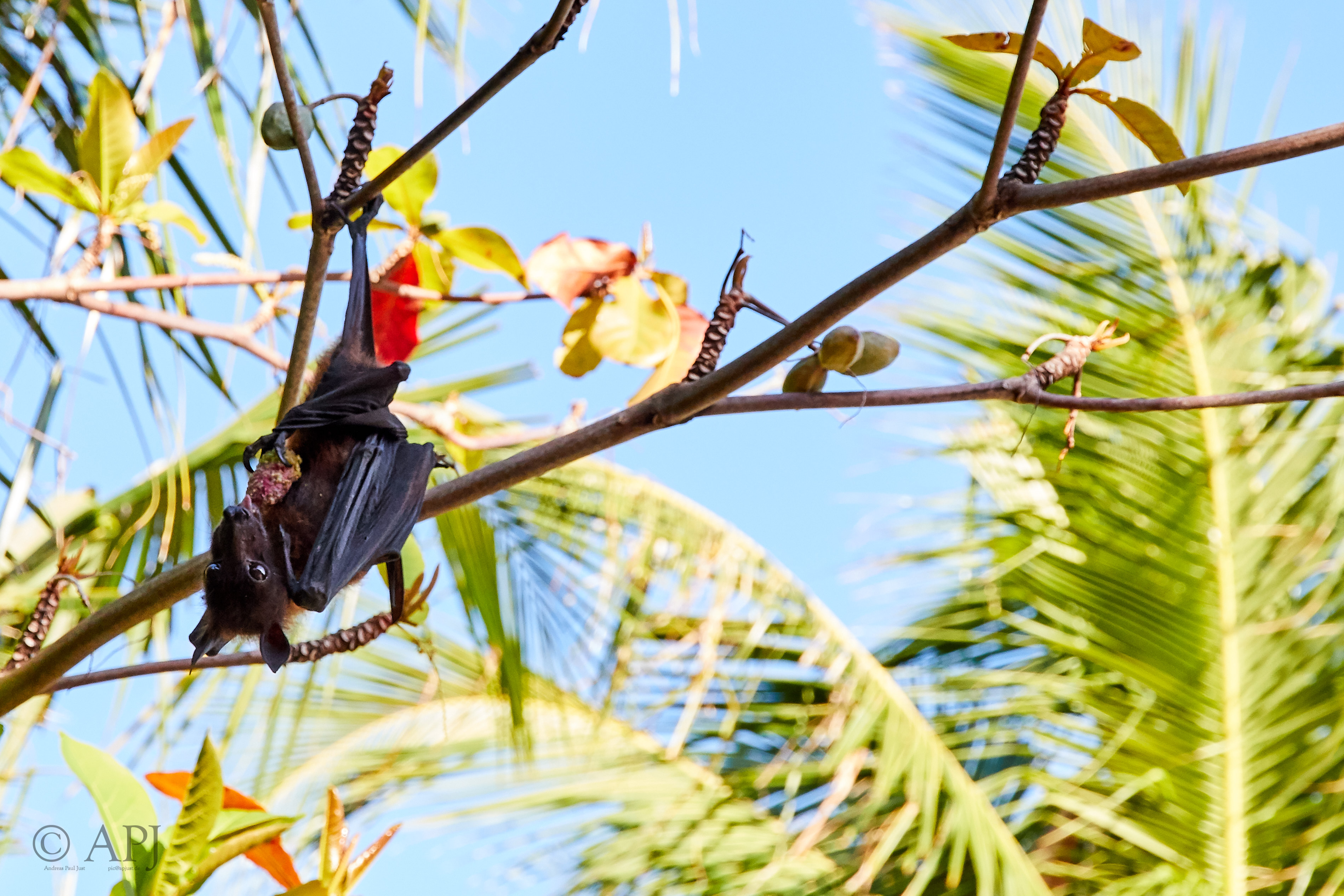 004162 21 08 17  Canon EOS 7D Mark II   Malediven2017